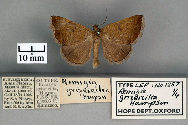 /filer/webapps/moths/media/images/G/griseicilia_Remigia_ST_OUMNH_01.jpg