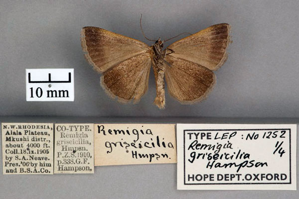 /filer/webapps/moths/media/images/G/griseicilia_Remigia_ST_OUMNH_02.jpg