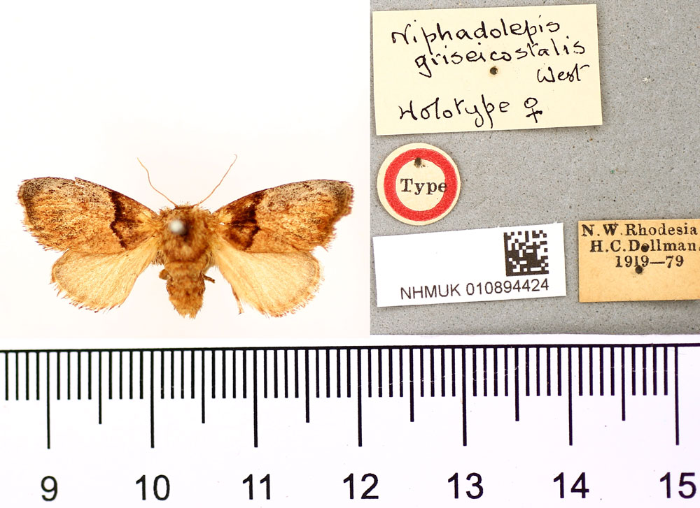 /filer/webapps/moths/media/images/G/griseicostalis_Niphadolepis_HT_BMNH.jpg