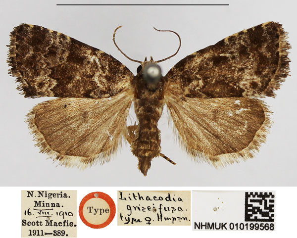 /filer/webapps/moths/media/images/G/griseifusa_Lithacodia_HT_NHMUK.jpg
