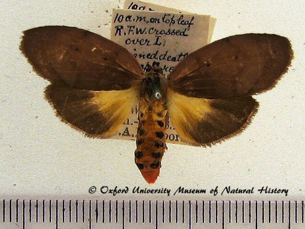 /filer/webapps/moths/media/images/G/griseipennis_Stenarctia_A_OUMNH.jpg