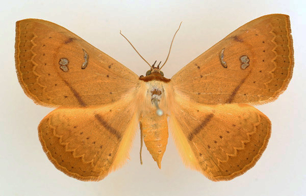 /filer/webapps/moths/media/images/G/griseisigna_Spirama_AF_TMSA.jpg