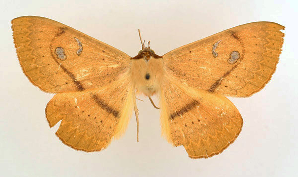 /filer/webapps/moths/media/images/G/griseisigna_Spirama_AM_TMSA.jpg