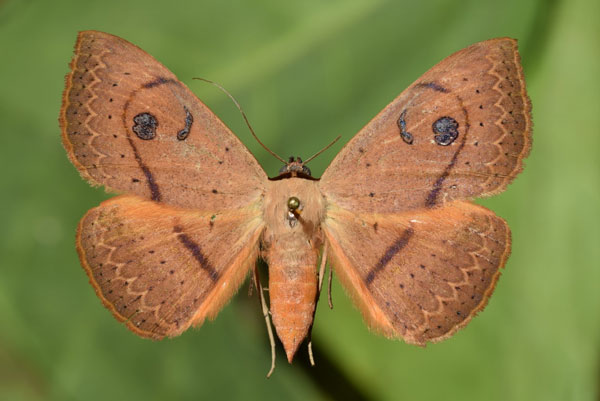 /filer/webapps/moths/media/images/G/griseisigna_Spirama_A_Butler_01.jpg