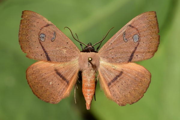 /filer/webapps/moths/media/images/G/griseisigna_Spirama_A_Butler_02.jpg