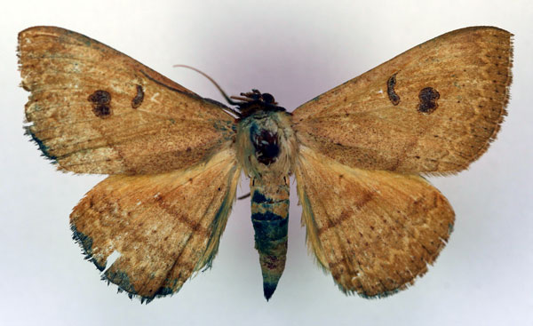 /filer/webapps/moths/media/images/G/griseisigna_Spirama_A_RMCA.jpg