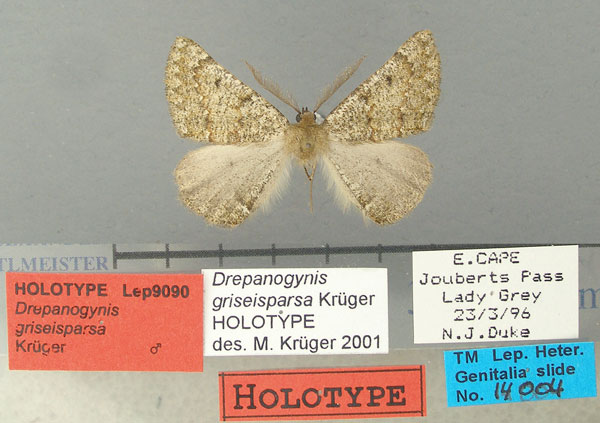 /filer/webapps/moths/media/images/G/griseisparsa_Drepanogynis_HT_TMSA.jpg