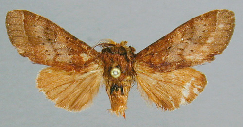 /filer/webapps/moths/media/images/G/griseitincta_Eurystaura_A_RMCA.jpg