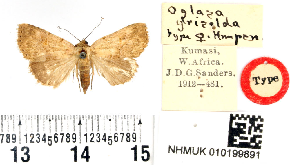 /filer/webapps/moths/media/images/G/griselda_Oglasa_HT_BMNH.jpg