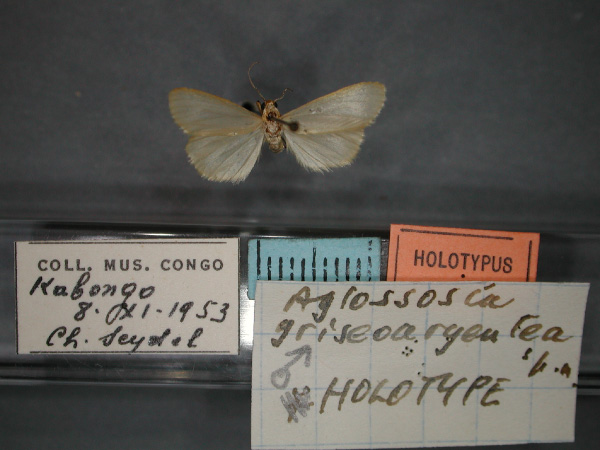 /filer/webapps/moths/media/images/G/griseoargeneta_Caripodia_HT_RMCA_01.jpg