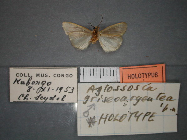 /filer/webapps/moths/media/images/G/griseoargeneta_Caripodia_HT_RMCA_02.jpg