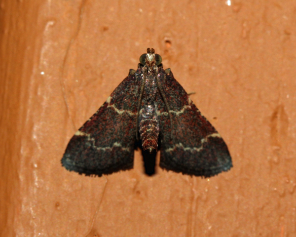 /filer/webapps/moths/media/images/G/griseobrunnea_Hypsopygia_A_Roland_16.jpg