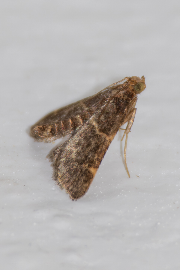 /filer/webapps/moths/media/images/G/griseobrunnea_Hypsopygia_A_Woodhall_01_.jpg