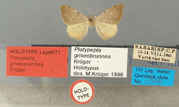 /filer/webapps/moths/media/images/G/griseobrunnea_Platypepla_HT_TMSA.jpg