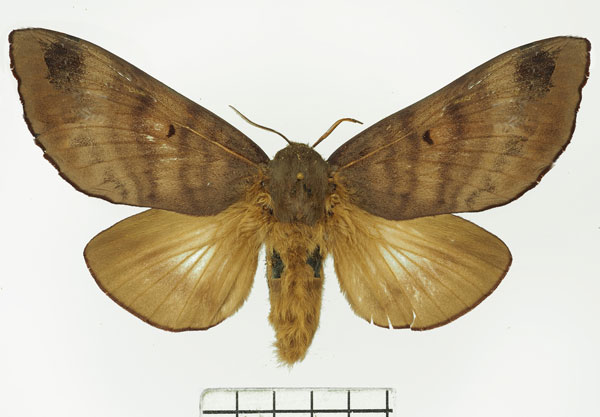 /filer/webapps/moths/media/images/G/griseocincta_Gonometa_AF_Basquin.jpg