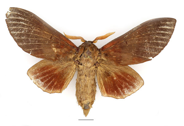 /filer/webapps/moths/media/images/G/griseocincta_Gonometa_AM_Basquin.jpg