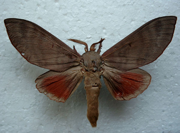 /filer/webapps/moths/media/images/G/griseocincta_Gonometa_AM_Weiss.jpg
