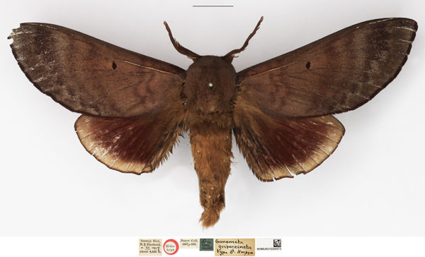 /filer/webapps/moths/media/images/G/griseocincta_Gonometa_HT_NHMUK.jpg