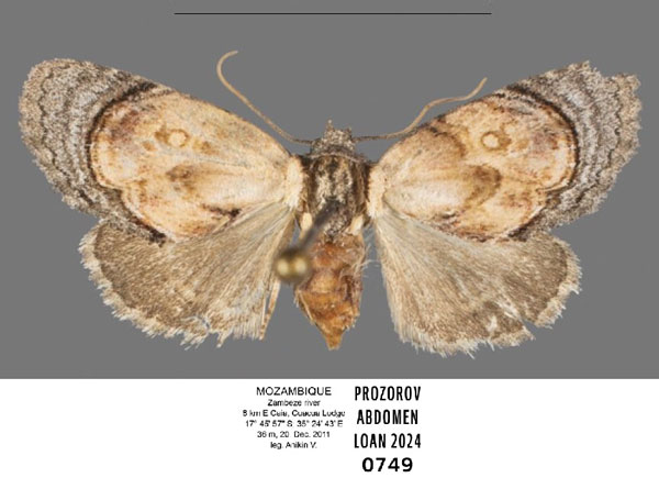 /filer/webapps/moths/media/images/G/griseocincta_Paracroria_AF_ANHRT.jpg