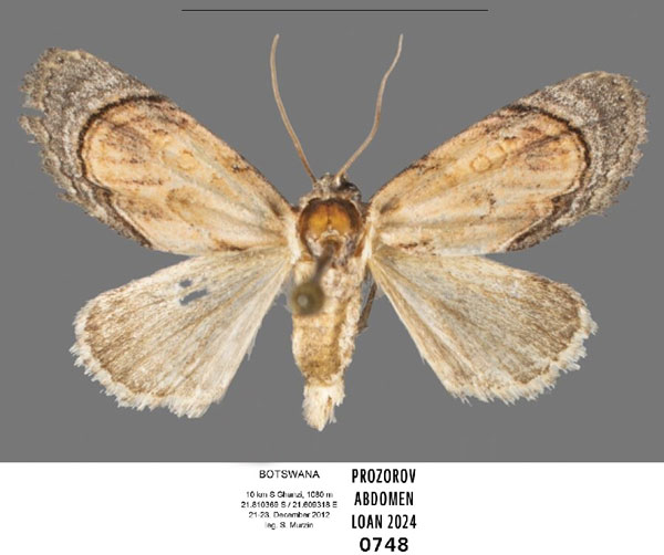 /filer/webapps/moths/media/images/G/griseocincta_Paracroria_AM_ANHRT.jpg