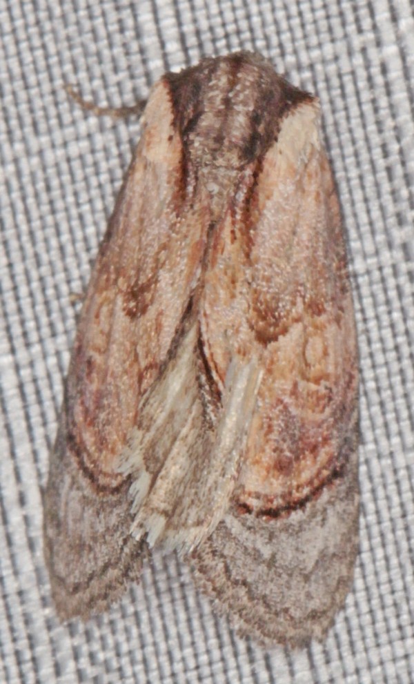 /filer/webapps/moths/media/images/G/griseocincta_Paracroria_A_Heyns_01.jpg