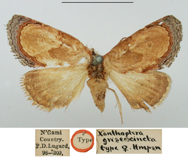 /filer/webapps/moths/media/images/G/griseocincta_Xanthoptera_HT_BMNH_1VsnDIF.jpg