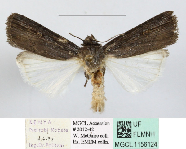 /filer/webapps/moths/media/images/G/griseofusca_Amazonides_A_MGCLa_01.JPG