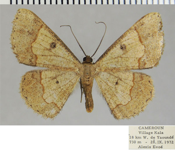 /filer/webapps/moths/media/images/G/griseola_Zamarada_AF_ZSM.jpg
