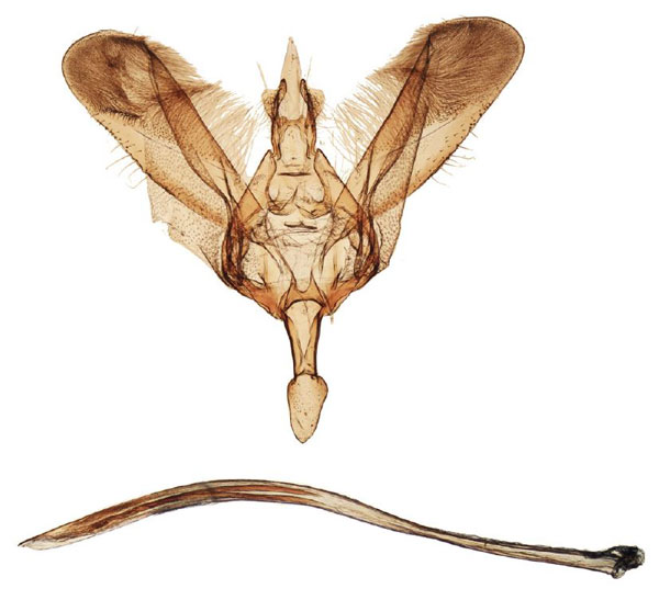 /filer/webapps/moths/media/images/G/griseomacula_Yponomeuta_GMPT_BMNH_33634.jpg