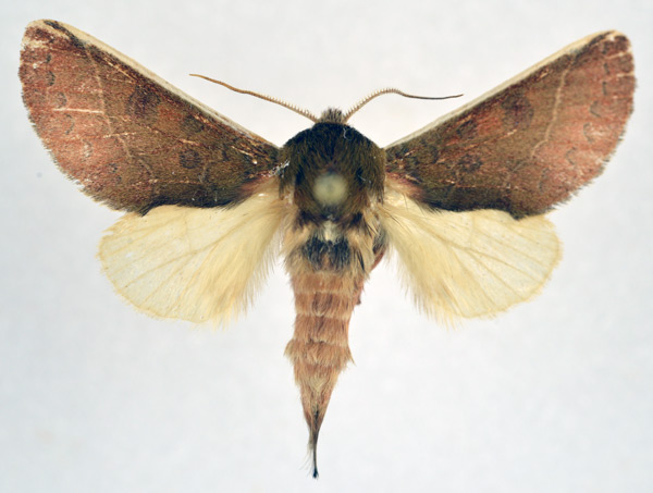 /filer/webapps/moths/media/images/G/griseomaculata_Scalmicauda_AM_NHMO.jpg