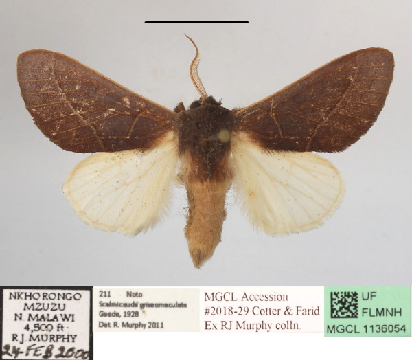 /filer/webapps/moths/media/images/G/griseomaculata_Scalmicauda_A_MGCLa_01.JPG