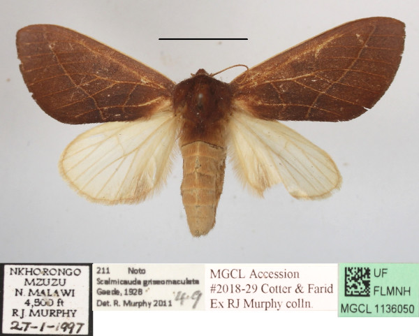 /filer/webapps/moths/media/images/G/griseomaculata_Scalmicauda_A_MGCLa_02.JPG