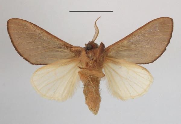 /filer/webapps/moths/media/images/G/griseomaculata_Scalmicauda_A_MGCLb_01.JPG