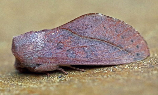 /filer/webapps/moths/media/images/G/griseomaculata_Scalmicauda_A_Voaden.jpg