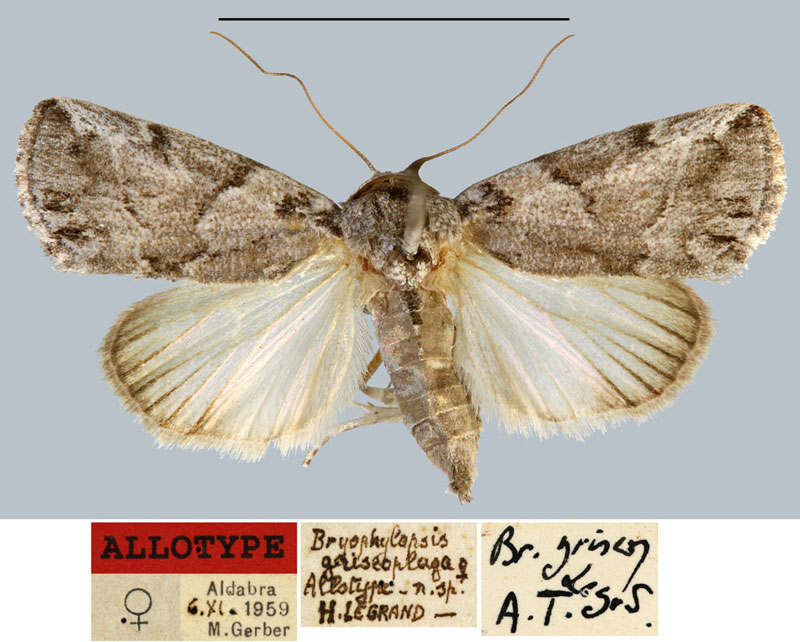 /filer/webapps/moths/media/images/G/griseoplaga_Bryophilopsis_AT_MNHN.jpg