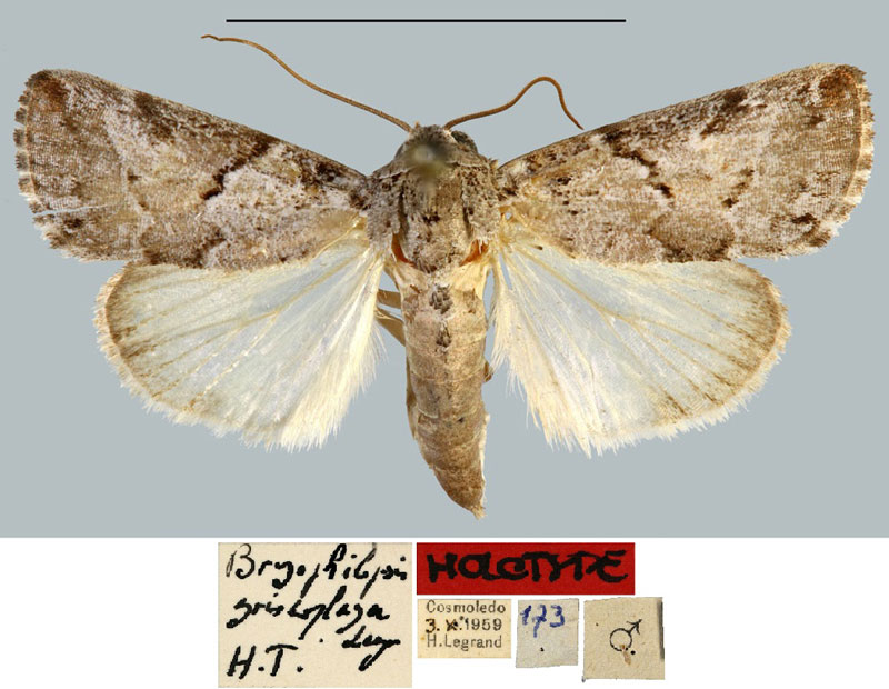 /filer/webapps/moths/media/images/G/griseoplaga_Bryophilopsis_HT_MNHN.jpg