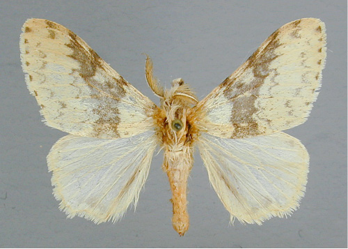 /filer/webapps/moths/media/images/G/griseostriata_Lymantria_A_RMCA.jpg