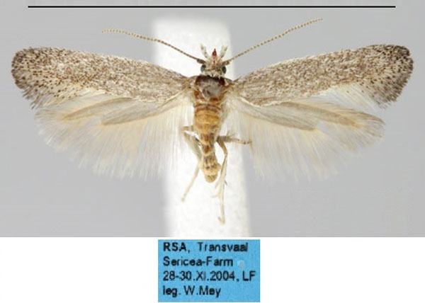 /filer/webapps/moths/media/images/G/griseotincta_Cerofrontia_AM_ZMHB.jpg