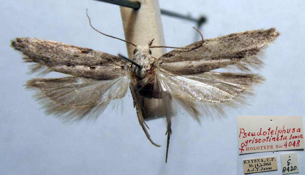 /filer/webapps/moths/media/images/G/griseotincta_Pseudotelphusa_HT_TMSA.jpg