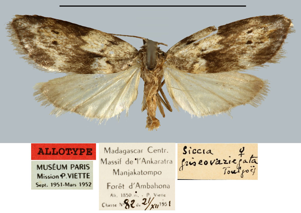 /filer/webapps/moths/media/images/G/griseovariegata_Nolosia_AT_MNHN.jpg