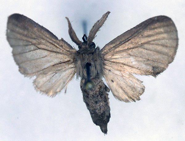 /filer/webapps/moths/media/images/G/grisescens_Apisa_PT_RBINS_01.jpg