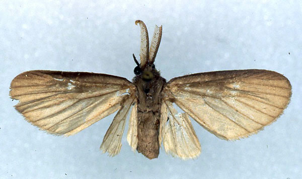/filer/webapps/moths/media/images/G/grisescens_Apisa_PT_RMCA_01.jpg