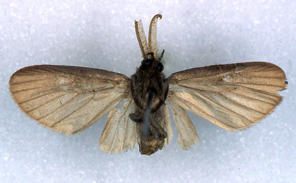 /filer/webapps/moths/media/images/G/grisescens_Apisa_PT_RMCA_02.jpg