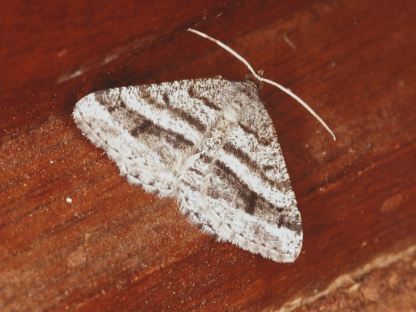 /filer/webapps/moths/media/images/G/grisescens_Chiasmia_A_Roland.jpg