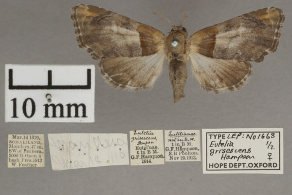 /filer/webapps/moths/media/images/G/grisescens_Eutelia_PTF_OUMHa_01.jpg
