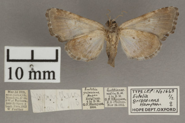 /filer/webapps/moths/media/images/G/grisescens_Eutelia_PTF_OUMHb_01.jpg