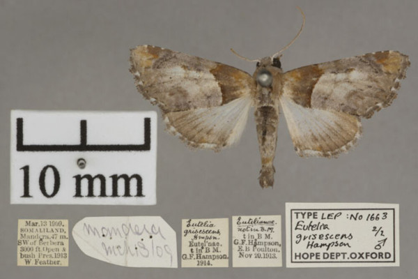 /filer/webapps/moths/media/images/G/grisescens_Eutelia_PTM_OUMHa_02.jpg