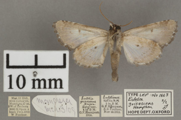 /filer/webapps/moths/media/images/G/grisescens_Eutelia_PTM_OUMHb_02.jpg