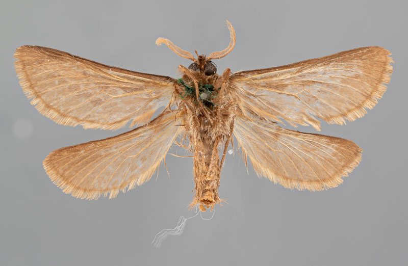 /filer/webapps/moths/media/images/G/grisescens_Gorgopis_HT_MfNb.jpg