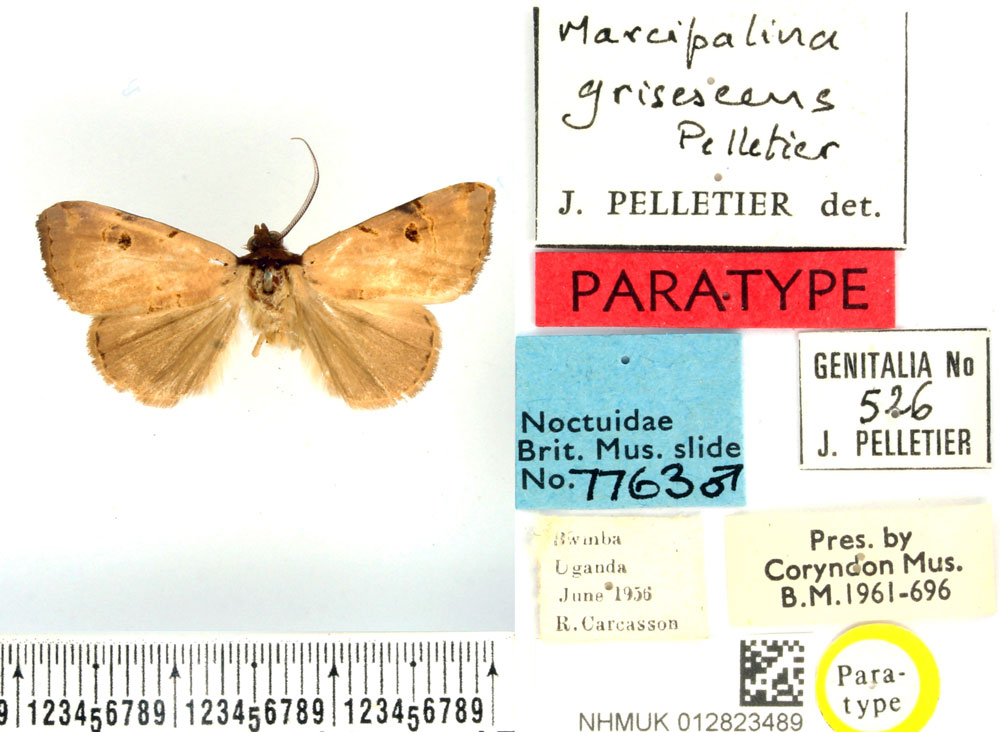 /filer/webapps/moths/media/images/G/grisescens_Marcipalina_PTM_BMNH.jpg